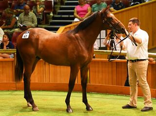 Cambridge Stud's Redoute’s Choice colt (Lot 67) provided the top lot of Day 1 when sold to Aquis Farm and Bester Bloodstock.